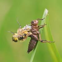 Emerging Four Spotted Chaser 